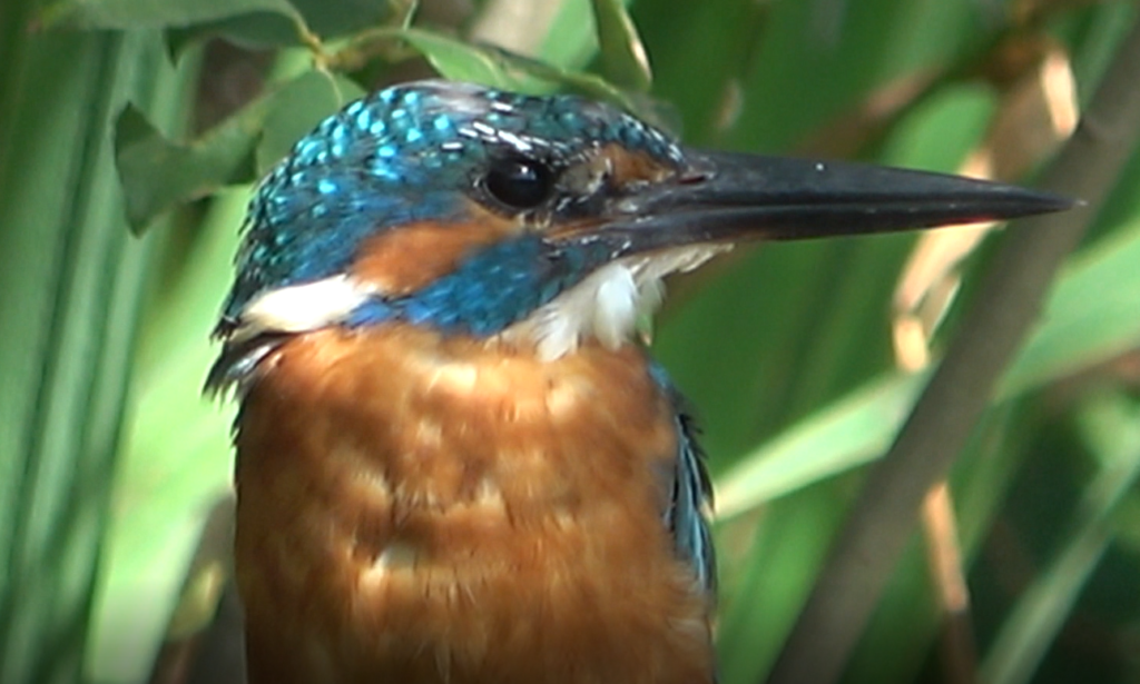 kingfisher - copy