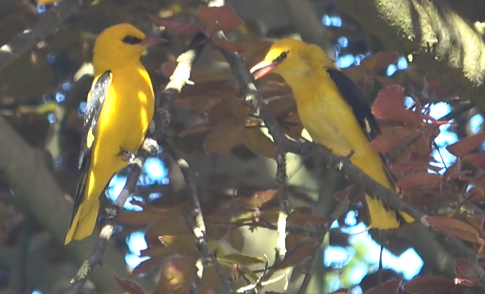 oriole 2