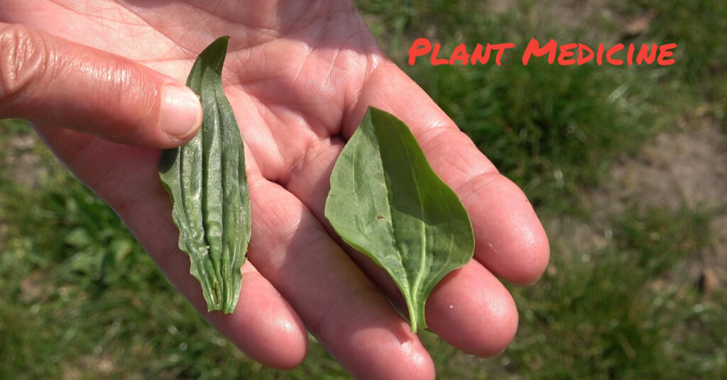 Medicina vegetal