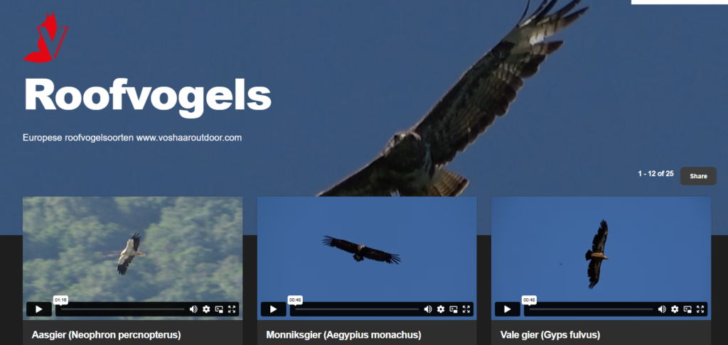 Birds of prey (2)