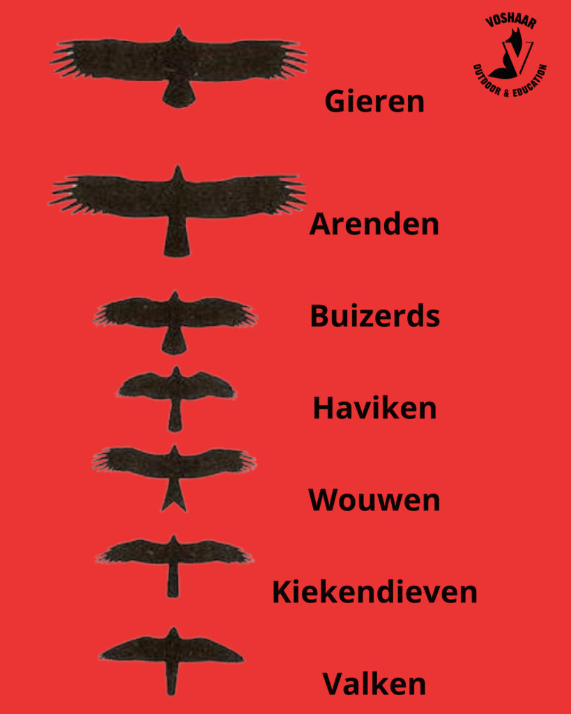 Families of birds of prey